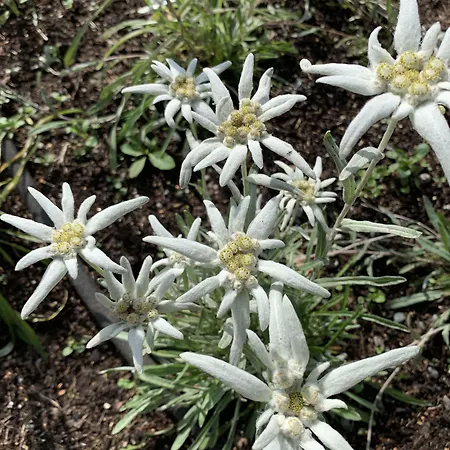 מלון Dalen Hotel דאלן