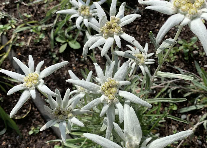 Hotel Dalen Hotel Dalen